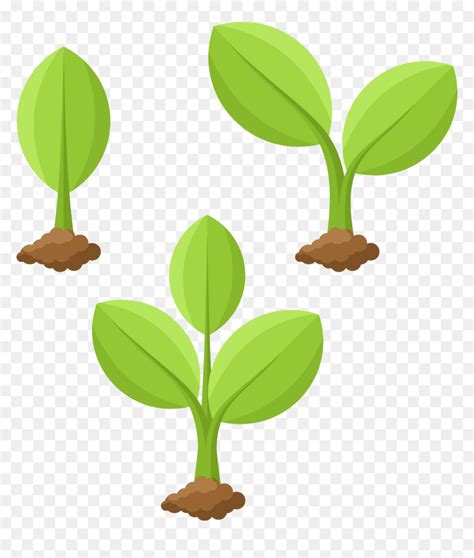 Transparent Plant Growing Png - Plant Drawing Png, Png Download - vhv