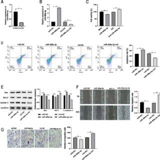 Ox Ldl Induced The Inhibition Of Endothelial Cell Viability Migration