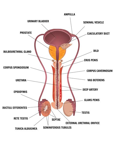 Premium Vector Medical Infographic Inside The Male Reproductive