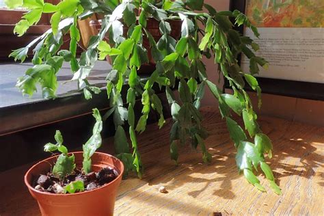 How To Propagate Christmas Cactus From Cuttings Gardeners Path