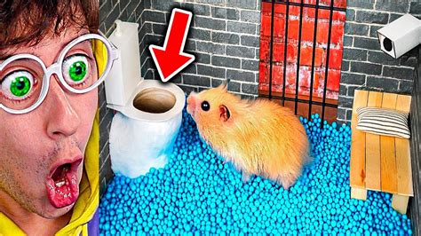 Hamster Atrapado En La C Rcel Ayuda Youtube