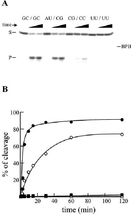 Cleavage Activities Of The P Stem Mutants As Compared To That Of The