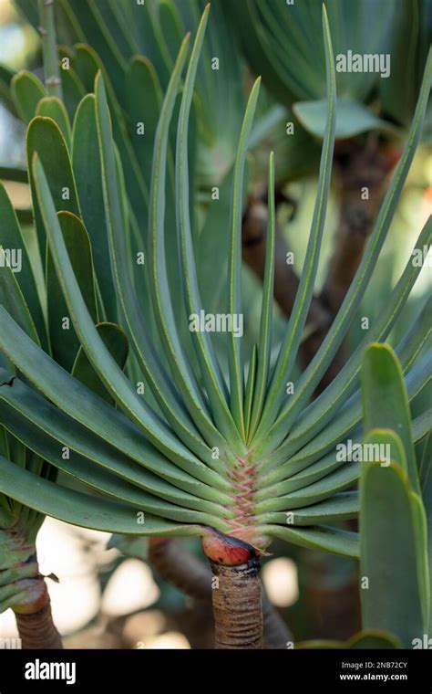 Pretty Kumara Plicatilis Aloe Plicatilis Fan Aloe Plant Portrait