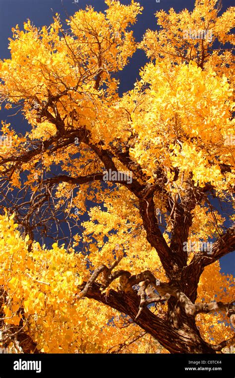 Cottonwood tree with fall colors, New Mexico Stock Photo - Alamy