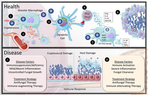 Cryptococcosis Life Cycle