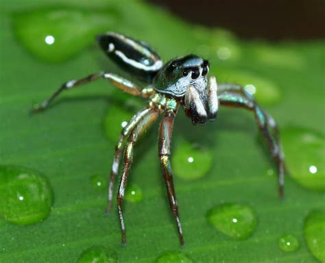 Banded Metalic Green Jumping Spider Project Noah