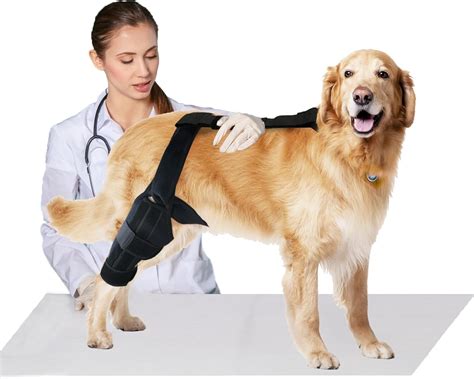 Amazon.com : Dlevakve Dog Knee Brace for Support with Cruciate Ligament ...