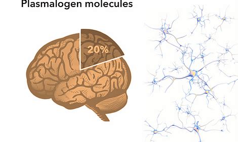 Plasmalogens - Dr. Dayan Goodenowe Research Institute