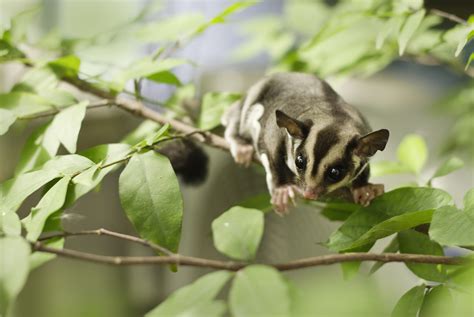 Indigenous Collaboration Creates Wildlife Corridor In Australias