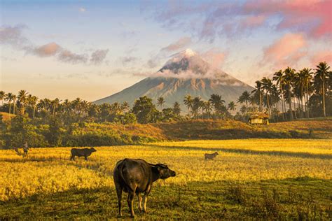 The Philippines' battle against deforestation: progress and challenges