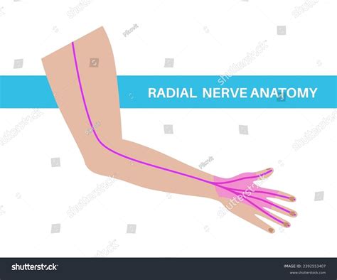 3,431 Upper Limb Region Images, Stock Photos, 3D objects, & Vectors | Shutterstock