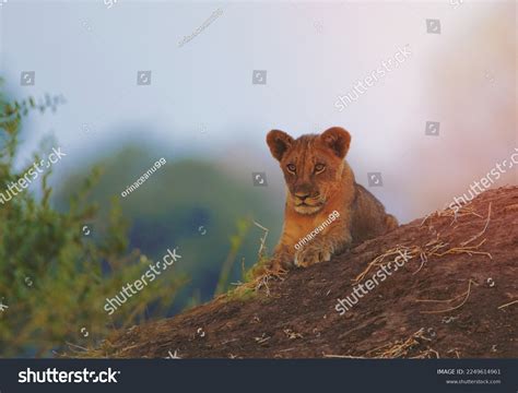 Lion Cubs Front View Images Browse 836 Stock Photos Vectors Free