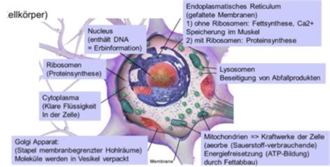 Biologische Psychologie Alle 18 Einheiten Karteikarten Quizlet