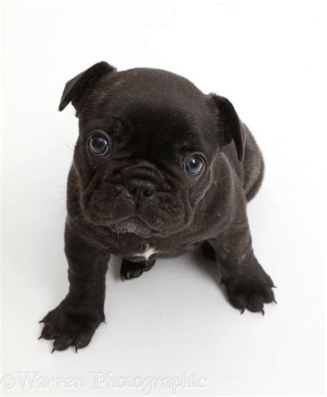 French Bulldog Puppy 5 Weeks Old Photo Wp43372