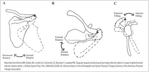 Scapular And Rotator Cuff Muscle Activity During Arm Elevation A