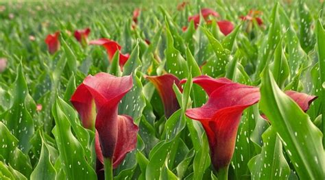 Cala Sfaturi Pentru Ingrijire Plantila