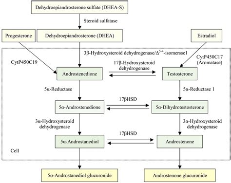 Androgensandrogen Receptor In The Management Of Skin Diseases