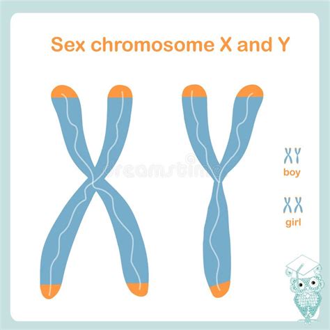 Sex Chromosome X And Y Stock Vector Illustration Of Microcell 37027868