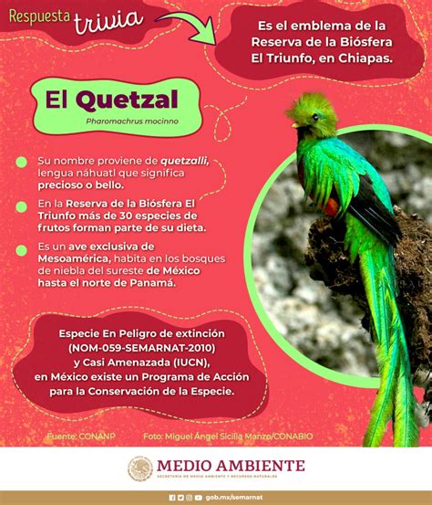 SEMARNAT México on Twitter RespuestaTrivia El Quetzal