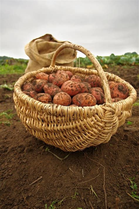 Rode Aardappels Stock Afbeelding Image Of Frans Geplukt