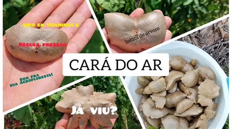 Conheça o Cará do Ar Uma ótima planta para a sua agrofloresta YouTube