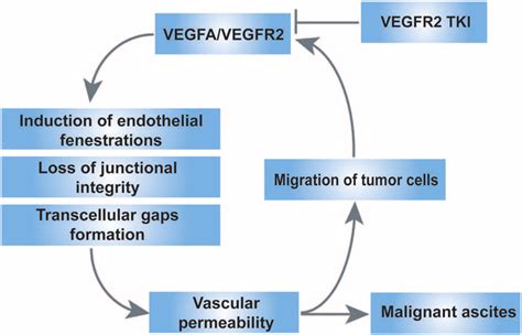 Mechanism Of Action Of Vegfa Vegfr Pathway On The Formation Of Ma Tki