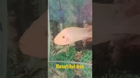 Beautiful Fish Shorts Youtube