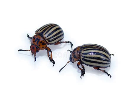 Two Colorado Potato Beetles Isolated On A White Background Stock Image