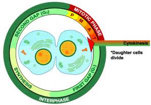 Cytokinesis And Significance Of Mitosis — Lesson Science State Board