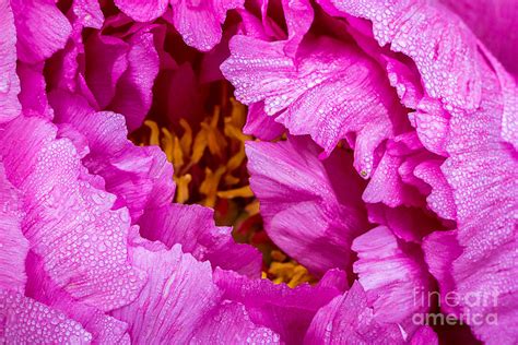 Into The Peony Photograph By Susan Cole Kelly Fine Art America