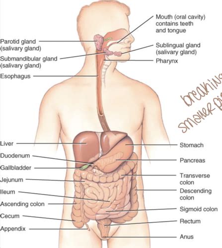 Chapter Digestive System Flashcards Quizlet