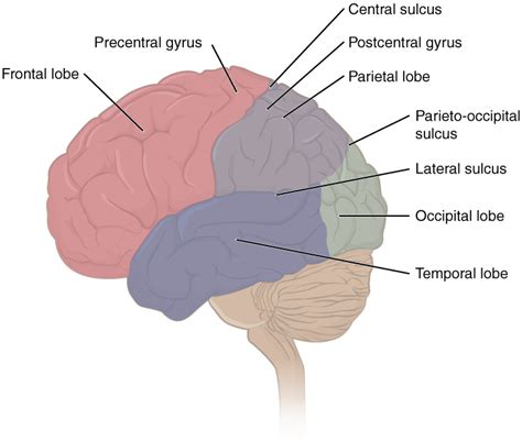 111 The Cerebrum Biology Libretexts