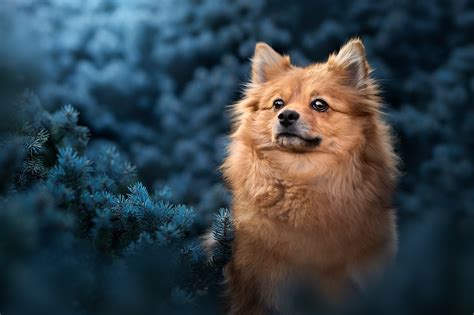 Pomeranian HD Wallpaper, HD Animals 4K Wallpapers, Images and ...