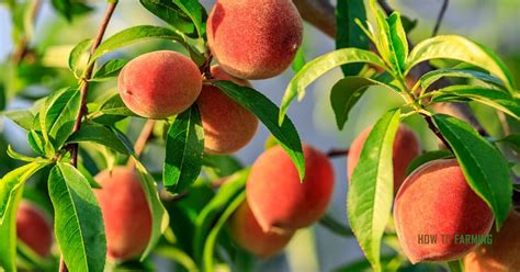 How Do You Grow A Peach Tree From A Pit How To Farming