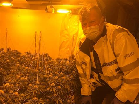 Dozens Of Cannabis Plants Found In Lye Drugs Bust Express And Star