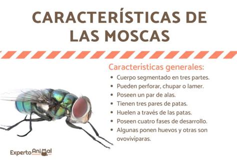 Petrificar Part Cula Tratar Las Partes De La Mosca Imperativo Puesto