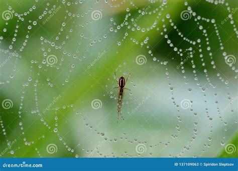 Drops of Dew on a Spiderweb Stock Image - Image of drops, backgrounds ...