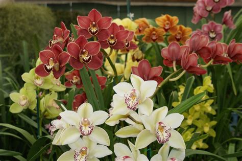 How to Grow Cymbidium Orchids Outside in San Diego | Install-It-Direct