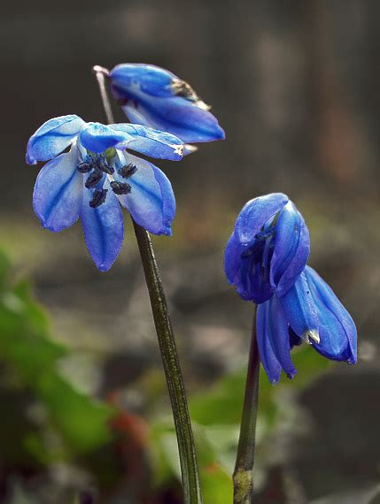 Nahuby sk Fotografia scilovka sibírska Othocallis siberica Haw Speta