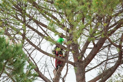 Tree Pruning Guide by Season | Inexpensive Tree Care