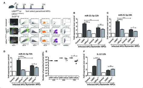 Expression Of Mir In Parasitized Murine Apcs A C Bl Mice