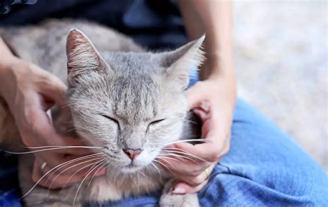 How to Give Your Cat a Massage