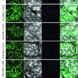 Subcellular Localization Of The Fusion Protein Rosnrks Gfp In N