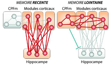 Théorie standard de la consolidation de la mémoire Représentation