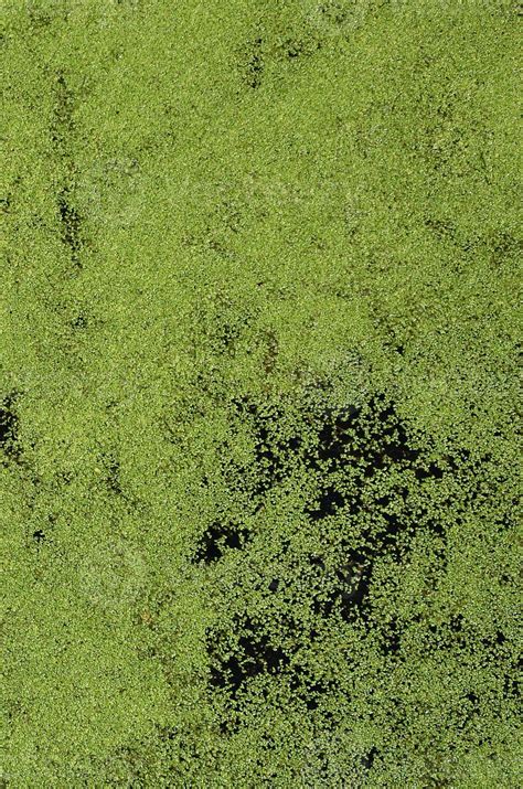 Texture of swamp water dotted with green duckweed and marsh vegetation