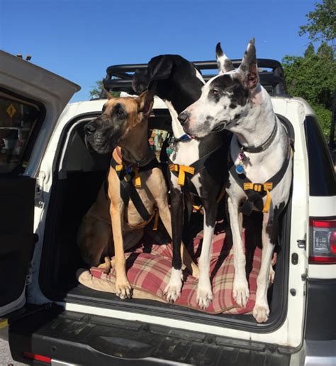 Giant Breed Safety Harness Ruff Rider