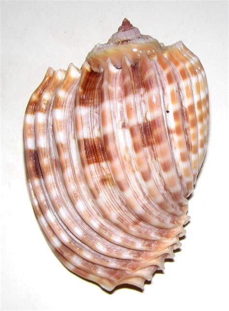 Harpa Costata Harpidae Specimen Sea Shell Picture Ts80488 Mauritius