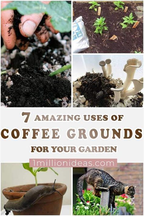 Amazing Uses Of Coffee Grounds For Your Garden Coffee Grounds For