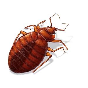 Amazon Hot Shot Bedbug Flea Home Insect Killer Ready To Use Gal Patio Lawn Garden