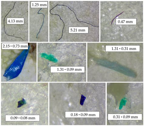 Animals Free Full Text Microplastics In Commercial Fishes And By